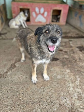 Mila, ein Oldie wartet auf eine Chance