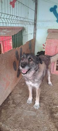 Mila, ein Oldie wartet auf eine Chance