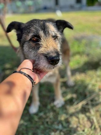 Mila, ein Oldie wartet auf eine Chance