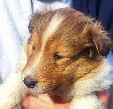 Collie Welpen aus 60 Jahren Zucht