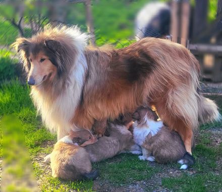 Collie Welpen aus 60 Jahren Zucht