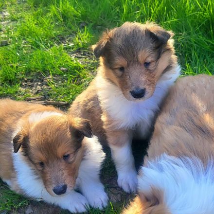 Collie Welpen aus 60 Jahren Zucht