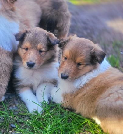 Collie Welpen aus 60 Jahren Zucht