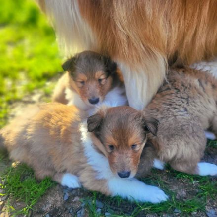 Collie Welpen aus 60 Jahren Zucht