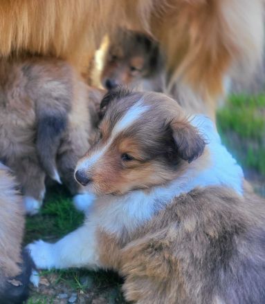 Collie Welpen aus 60 Jahren Zucht