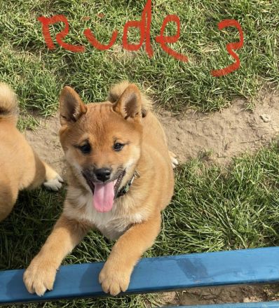 3 Shiba Inu Welpen