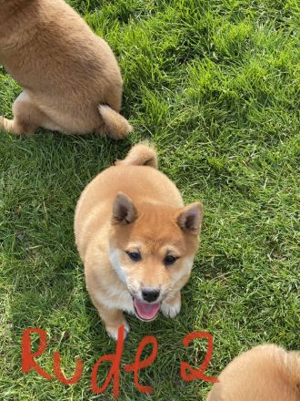 3 Shiba Inu Welpen