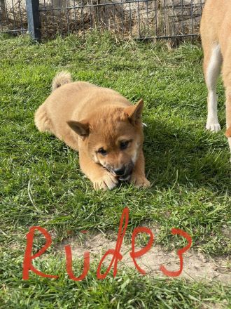 3 Shiba Inu Welpen