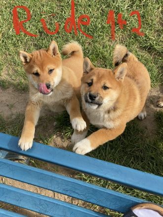 3 Shiba Inu Welpen