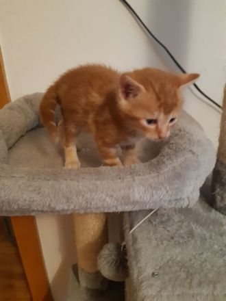 Babykitten Mischling