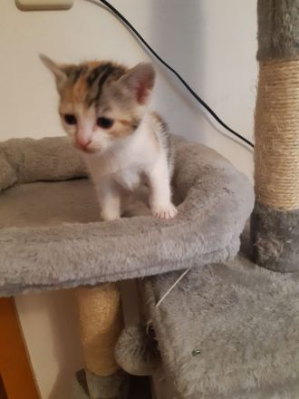 Babykitten Mischling