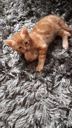 Babykitten Mischling