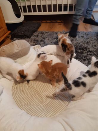 Babykitten Mischling