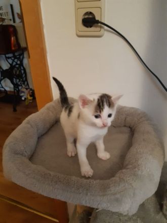 Babykitten Mischling
