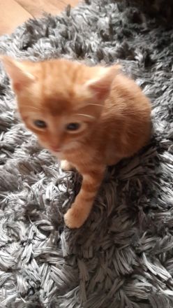 Babykitten Mischling