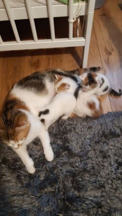 Babykitten Mischling