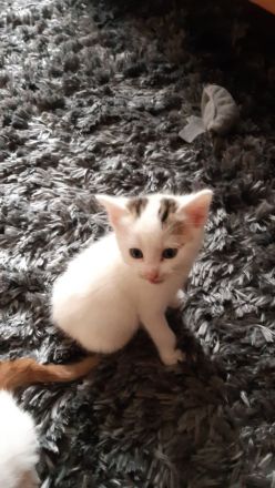 Babykitten Mischling