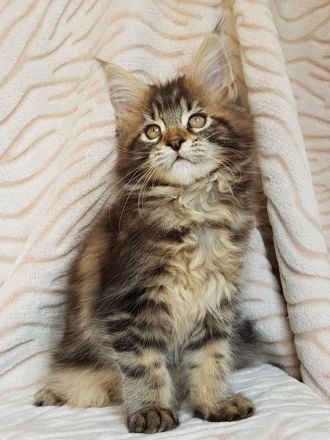 Ein ideales Kätzchen für die ganze Familie, MAINE COON KITTEN