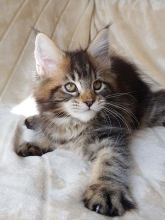 Ein ideales Kätzchen für die ganze Familie, MAINE COON KITTEN