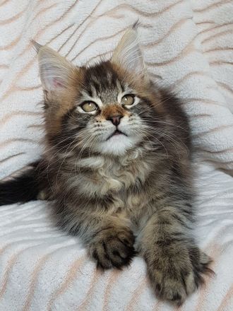 Ein ideales Kätzchen für die ganze Familie, MAINE COON KITTEN