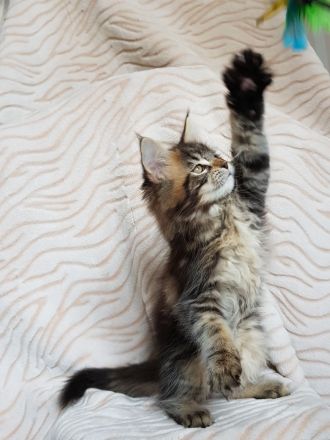 Ein ideales Kätzchen für die ganze Familie, MAINE COON KITTEN