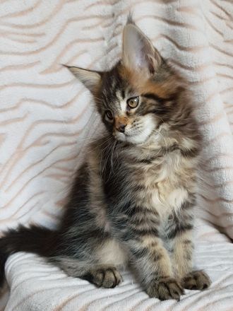 Ein ideales Kätzchen für die ganze Familie, MAINE COON KITTEN