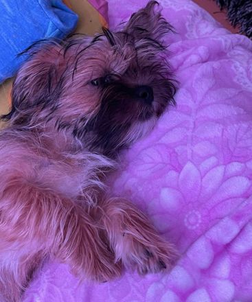 Verkaufe mein shih tzu und Yorkie Mischung