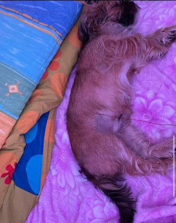 Verkaufe mein shih tzu und Yorkie Mischung