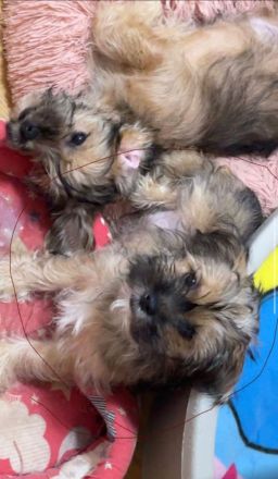 Verkaufe mein shih tzu und Yorkie Mischung