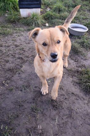 Bjarne, sehr freundlicher, süßer Hundemann sucht Körbchen forever