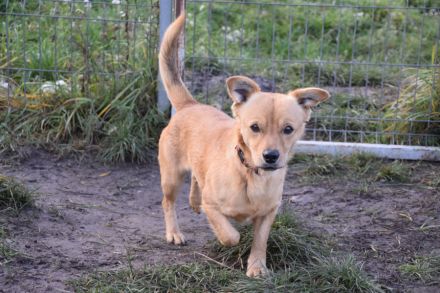 Bjarne, sehr freundlicher, süßer Hundemann sucht Körbchen forever