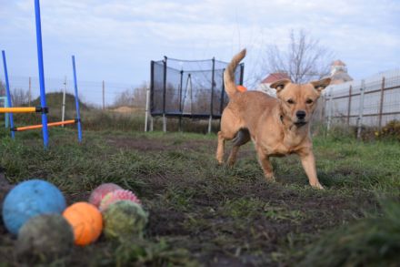 Bjarne, sehr freundlicher, süßer Hundemann sucht Körbchen forever
