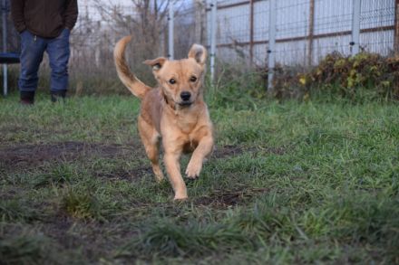 Bjarne, sehr freundlicher, süßer Hundemann sucht Körbchen forever
