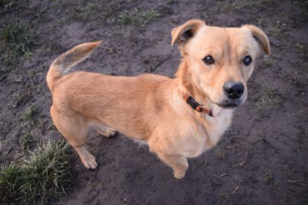 Bjarne, sehr freundlicher, süßer Hundemann sucht Körbchen forever