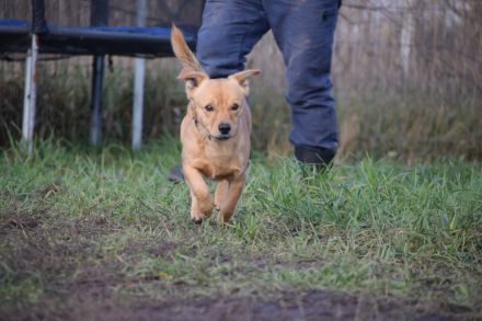 Bjarne, sehr freundlicher, süßer Hundemann sucht Körbchen forever