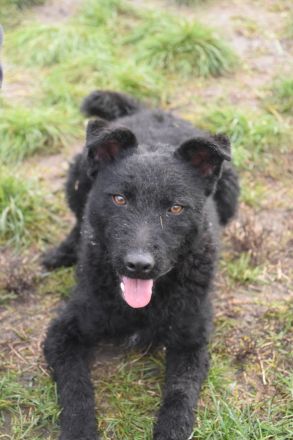 Stan, aktiver, freundlicher Junghund, 1 Jahr alt, 47 cm, Mudi (Mix), kastriert