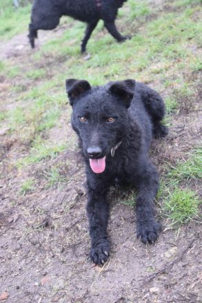 Stan, aktiver, freundlicher Junghund, 1 Jahr alt, 47 cm, Mudi (Mix), kastriert