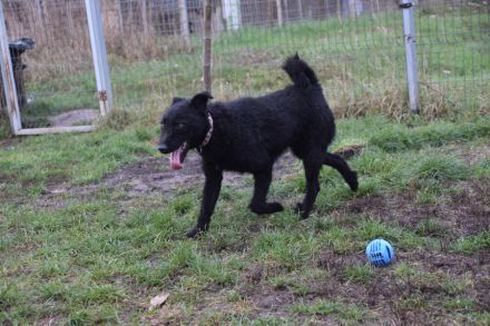 Stan, aktiver, freundlicher Junghund, 1 Jahr alt, 47 cm, Mudi (Mix), kastriert