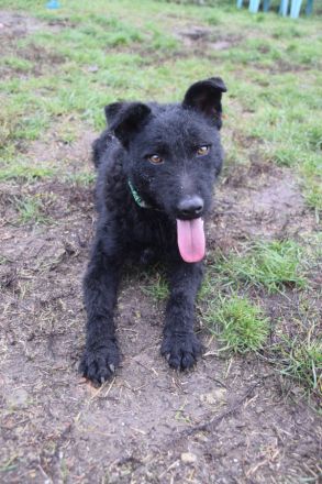 Stan, aktiver, freundlicher Junghund, 1 Jahr alt, 47 cm, Mudi (Mix), kastriert