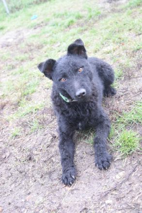 Stan, aktiver, freundlicher Junghund, 1 Jahr alt, 47 cm, Mudi (Mix), kastriert