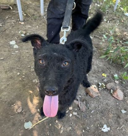 Stan, aktiver, freundlicher Junghund, 1 Jahr alt, 47 cm, Mudi (Mix), kastriert