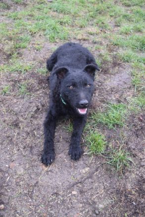 Stan, aktiver, freundlicher Junghund, 1 Jahr alt, 47 cm, Mudi (Mix), kastriert