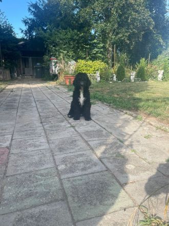 Sheepadoodle Bobtail&Pudel