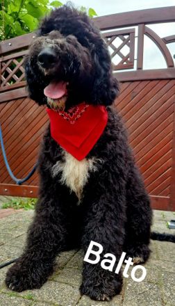 Sheepadoodle Bobtail&Pudel