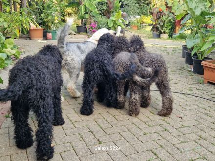 Sheepadoodle Bobtail&Pudel