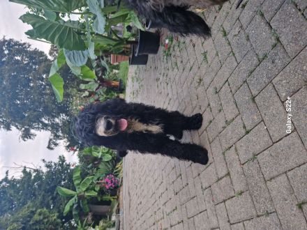 Sheepadoodle Bobtail&Pudel