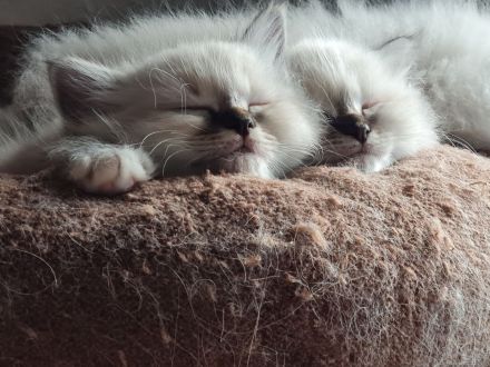 Reinrassige heilige Birma Kitten abzugeben