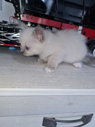 Reinrassige heilige Birma Kitten abzugeben