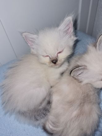 Reinrassige heilige Birma Kitten abzugeben