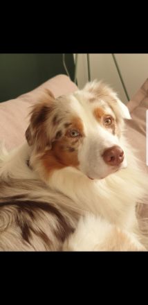 !Deckrüde! Australian Shepherd Red Merle
